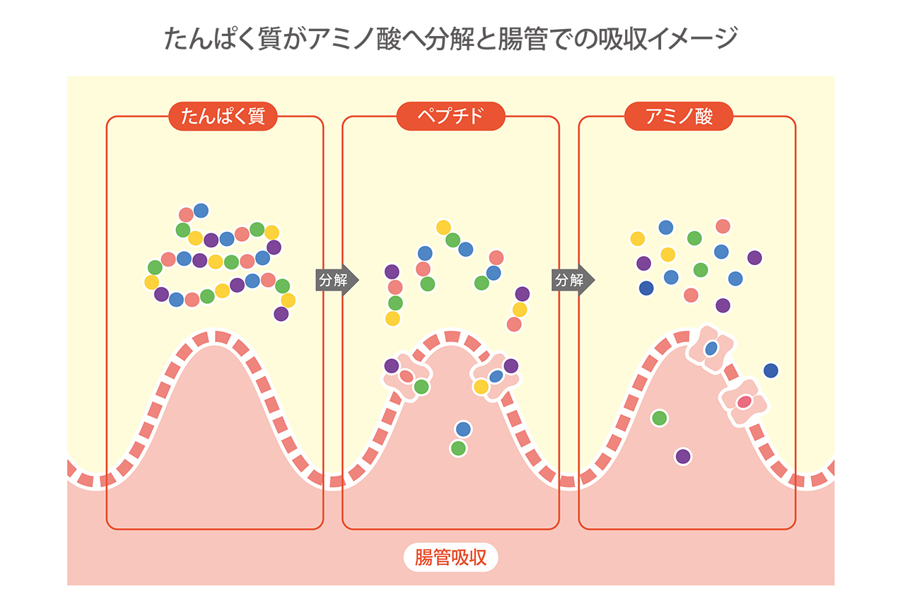 話題の短鎖脂肪酸、増やすキーワードは食物繊維と腸内環境