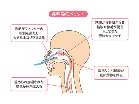 睡眠時の口呼吸がもたらす悪影響とは