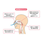 睡眠時の口呼吸がもたらす悪影響とは