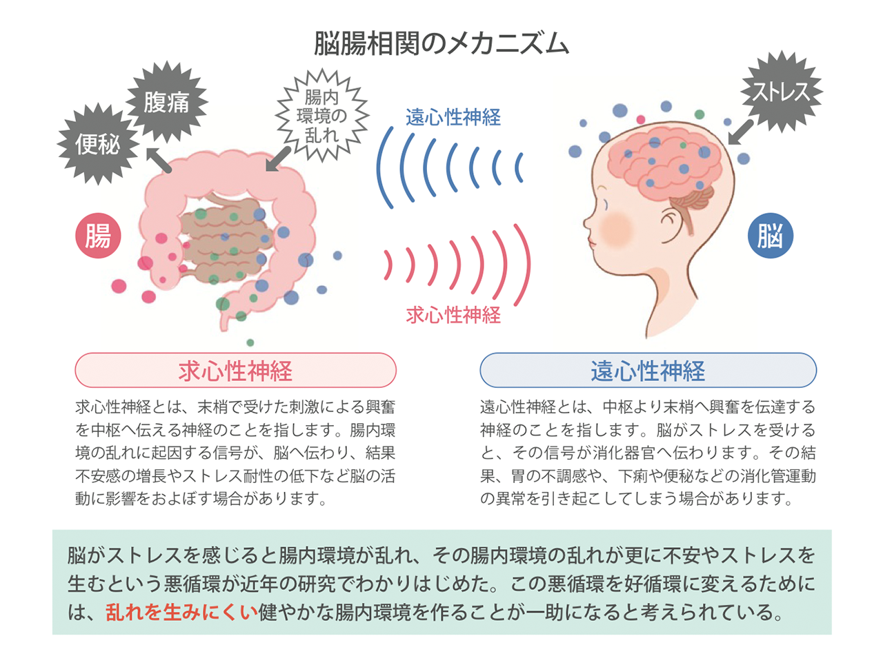 腸のおもしろ話 第6回 メンタルヘルスにも関係？腸内環境と心身の密接な関係