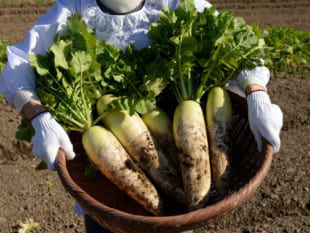 食事をさっぱりいただく名脇役・大根の消化パワー