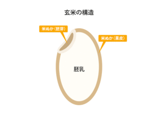 知られざる栄養パワー、玄米と米ぬか
