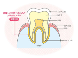 「噛める」って幸せ！歯と歯茎の健康は、美味しさを感じるチカラ
