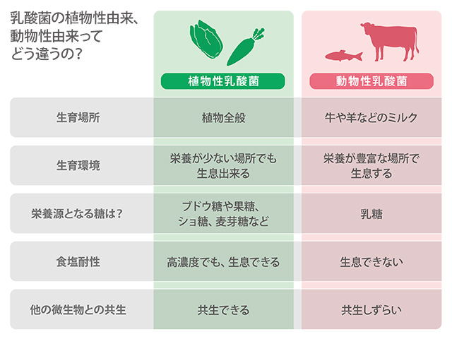 乳酸菌の植物性由来 動物性由来の違い サンスター健康道場