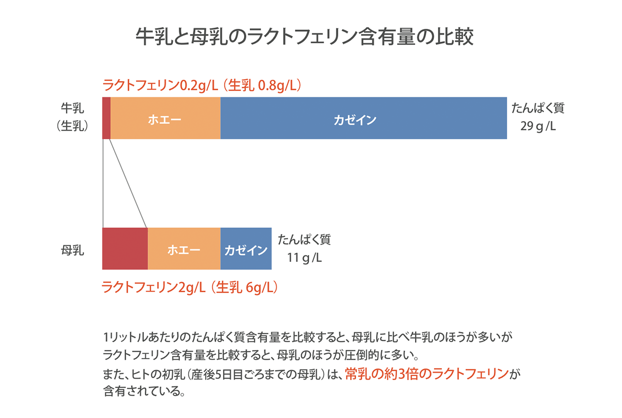 牛乳と母乳のラクトフェリン含有量の比較