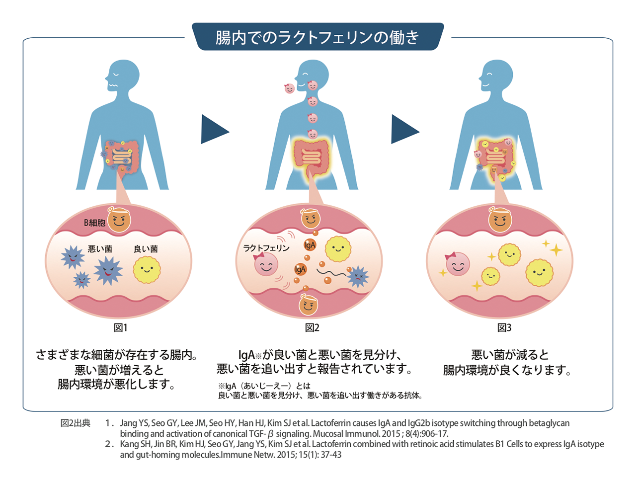 腸内細菌が住み心地良い環境に。ラクトフェリンで積極的な腸育を