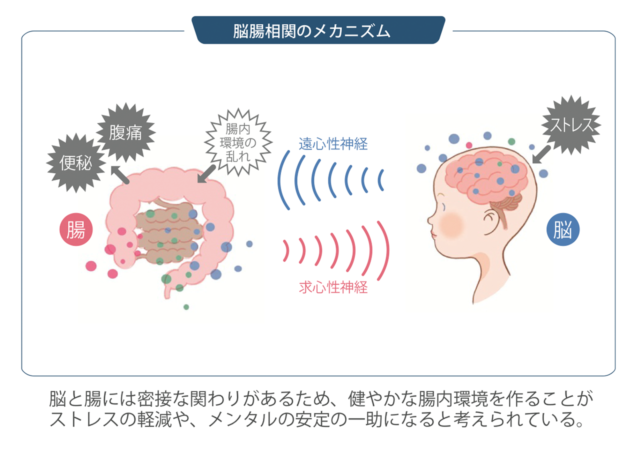 腸内細菌が住み心地良い環境に。ラクトフェリンで積極的な腸育を