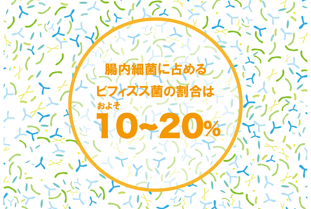 ビフィズス菌を味方につけよう！腸内環境改善に効く理由とは？