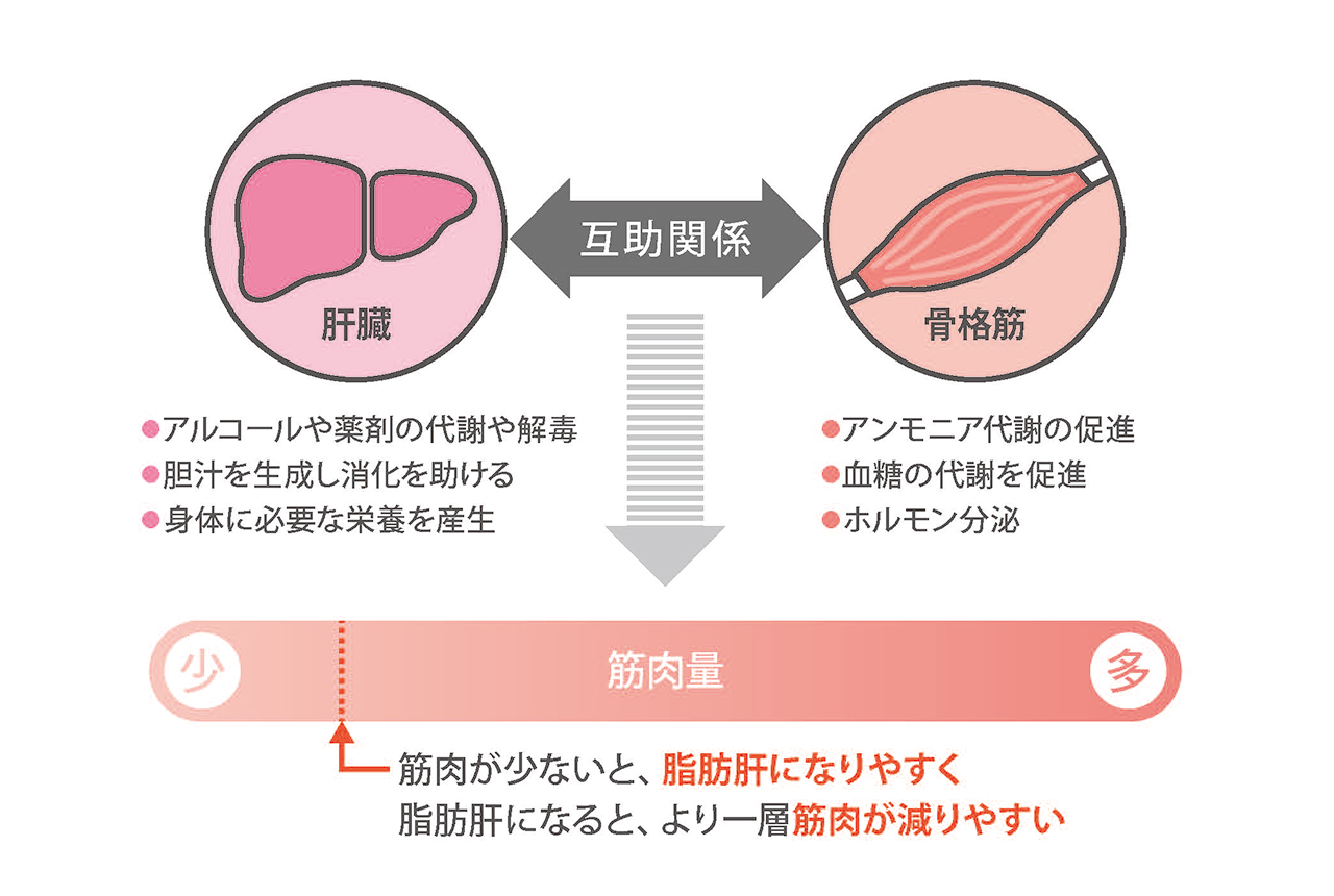 これからは骨格筋が資産。肝臓の負担を減らす働きも