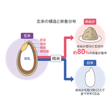 昔は玄米で補っていた？！脚気予防や代謝アップに不可欠な栄養素とは