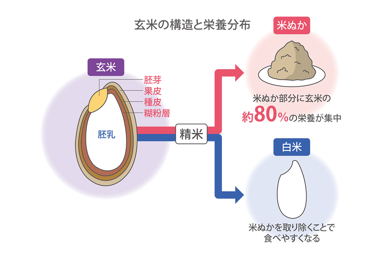 昔は玄米で補っていた?!脚気予防や代謝アップに不可欠な栄養素とは