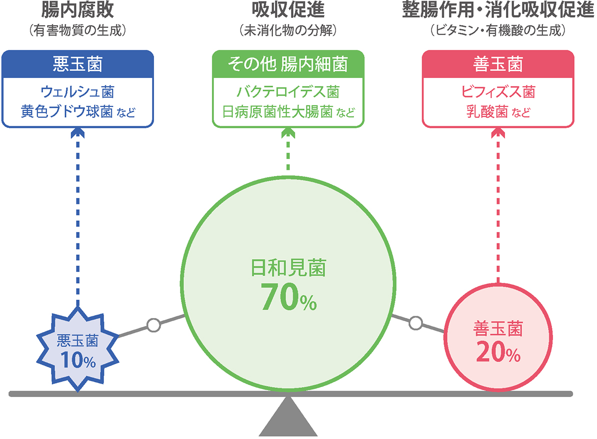 健康にも密接な関係？善玉菌・悪玉菌の働きとは？