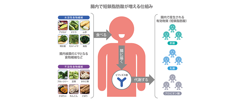 話題の短鎖脂肪酸、増やすキーワードは食物繊維と腸内環境