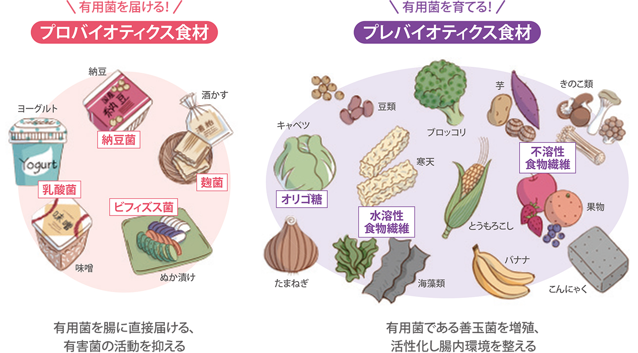 食材でみるプロバイオティクスとプレバイオティクス