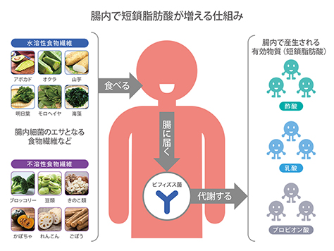 話題の短鎖脂肪酸、増やすキーワードは食物繊維と腸内環境