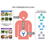 話題の短鎖脂肪酸、増やすキーワードは食物繊維と腸内環境