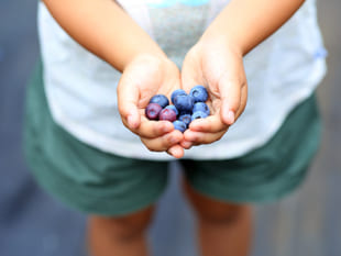 毎日食べたい！スーパーフードとして知られ始めたブルーベリーの健康効果