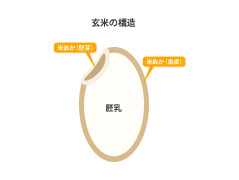 知られざる栄養パワー、玄米と米ぬか