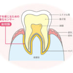 「噛める」って幸せ！歯と歯茎の健康は、美味しさを感じるチカラ