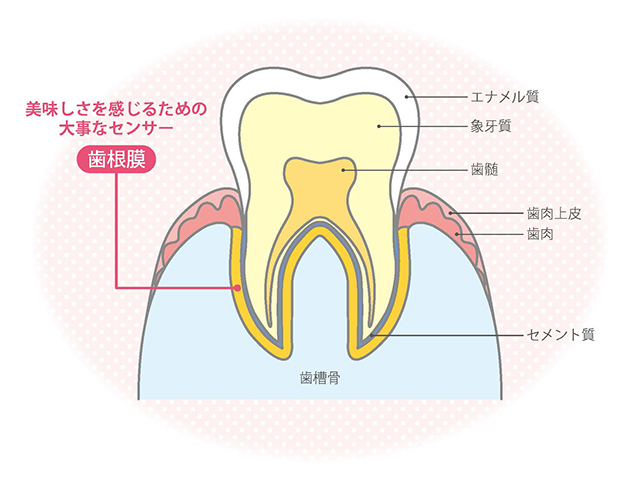 「噛める」って幸せ！歯と歯茎の健康は、美味しさを感じるチカラ