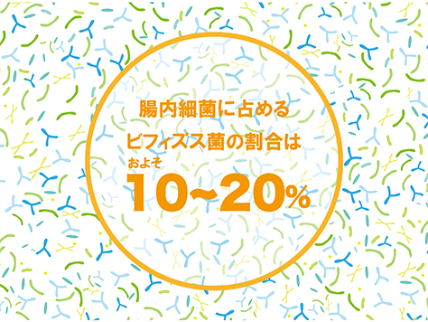 ビフィズス菌を味方につけよう！腸内環境改善に効く理由とは？