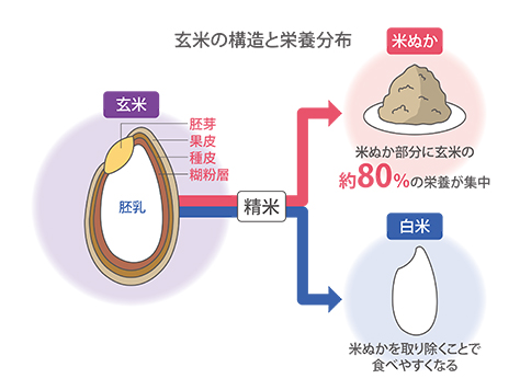 昔は玄米で補っていた？！脚気予防や代謝アップに不可欠な栄養素とは